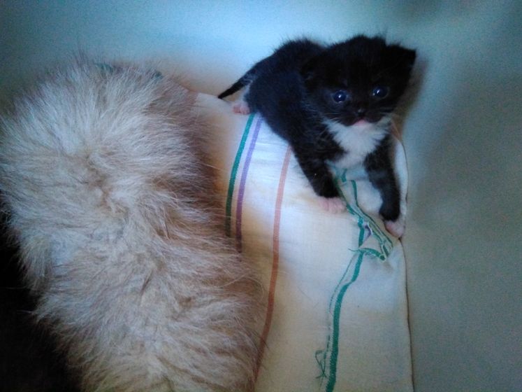 Выхаживание котенка.