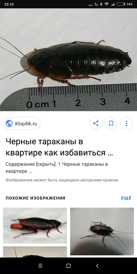 Тараканы
