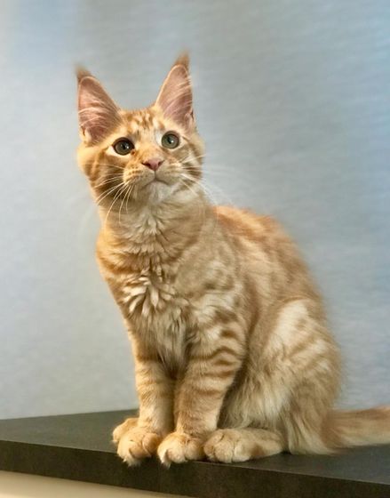 Адаптация котенка