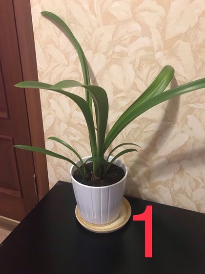 Для цветоводов