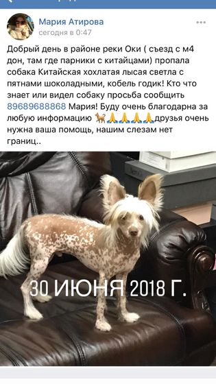 Нашлась наша ? собака