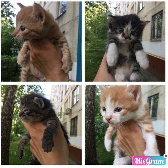 Давайте спасём хотя бы одного!