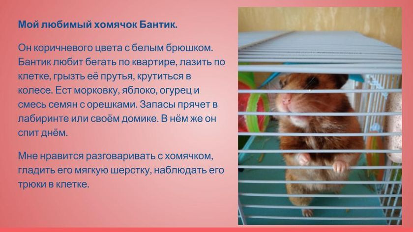 Презентация