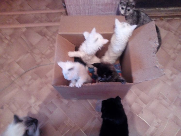 Котята. Кузнецк