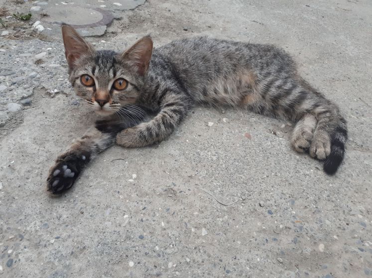 Сегодня меня покинул Бублик? котёнок...