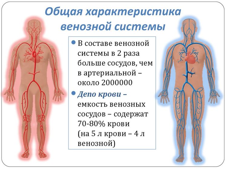 Вены. Что с ними нужно делать?
