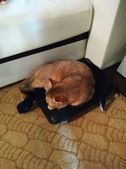 Аллергия на кошек