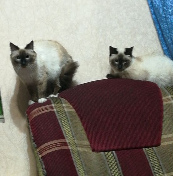 Давно о котэ не разговаривали. Поговорим?