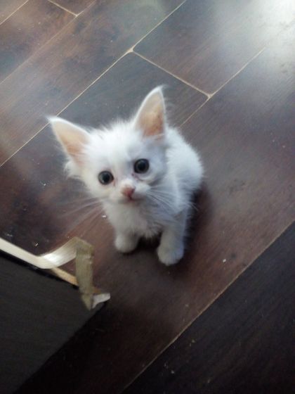 Котята. Кузнецк
