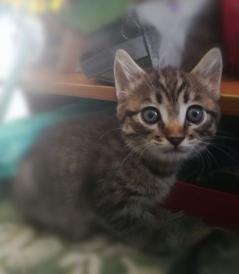 Кошаки мои и не только мои)))