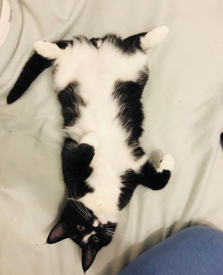 котик