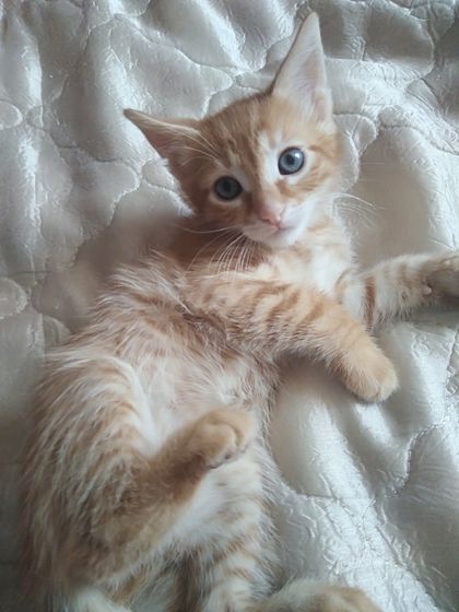 Отдам котят в добрые руки срочно!
