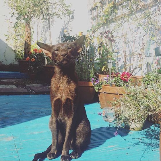 Котофеи🐱🐱🐱
