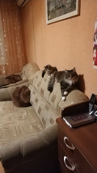 Мои мальчики)))
