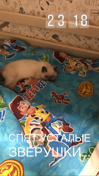 Новый год)