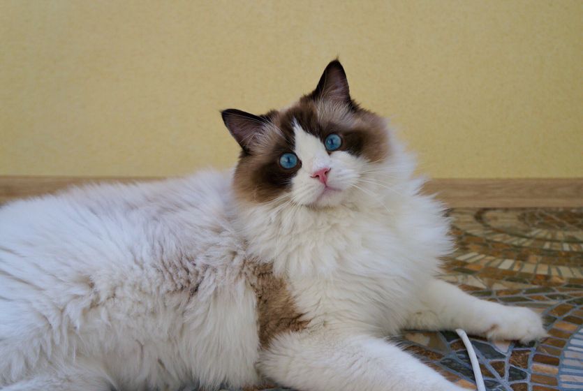 Проблемы у кота?