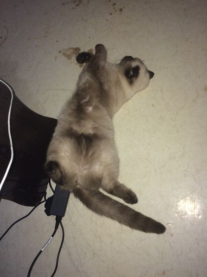А как спят ваши