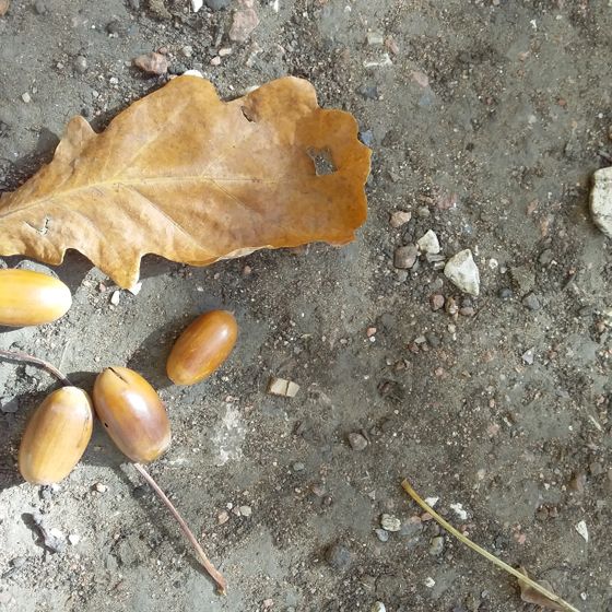 А вы делаете поделки осенние