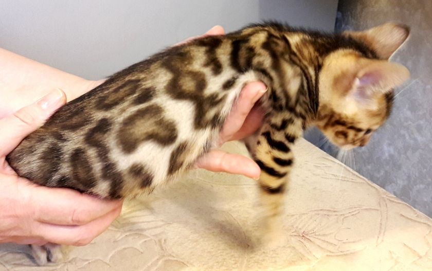 Бенгальский котенок