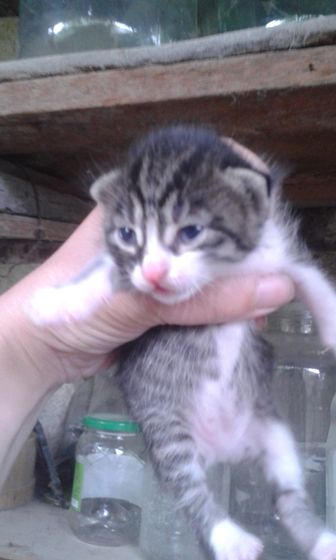 Кошка))