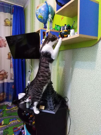Кото - инспекция