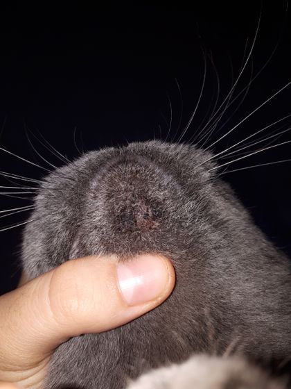 Что это у кошки?