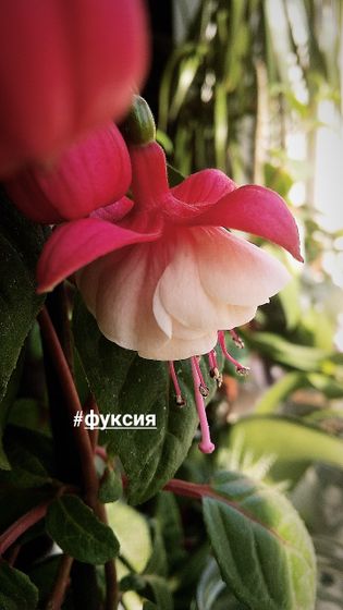 Моя красавица😍