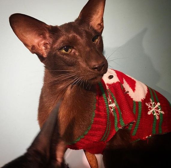 Котофеи🐱🐱🐱