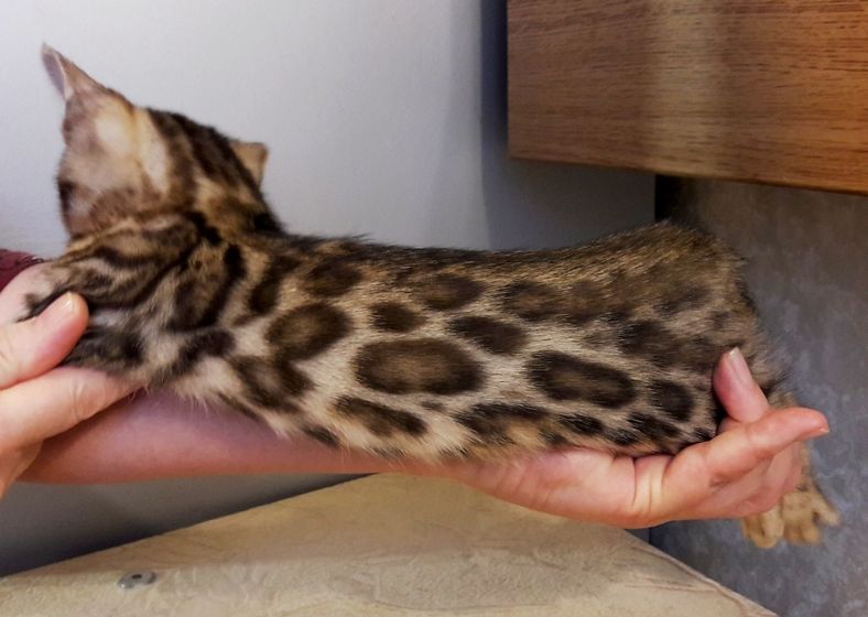 Бенгальский котенок
