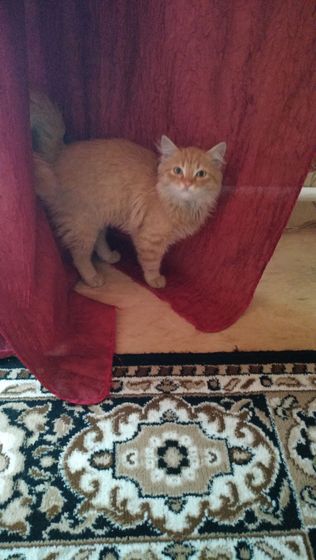 Привел наш котэ, домой