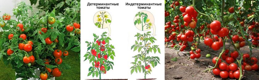 Обрывать ли пасынки у помидоров?