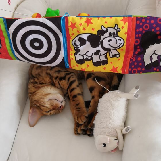 Всем добрых снов! От нашего кота. 😺💤