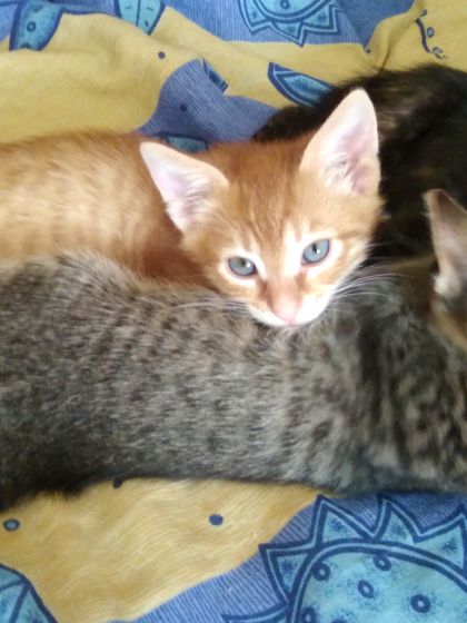 Кому нужны котятки ?