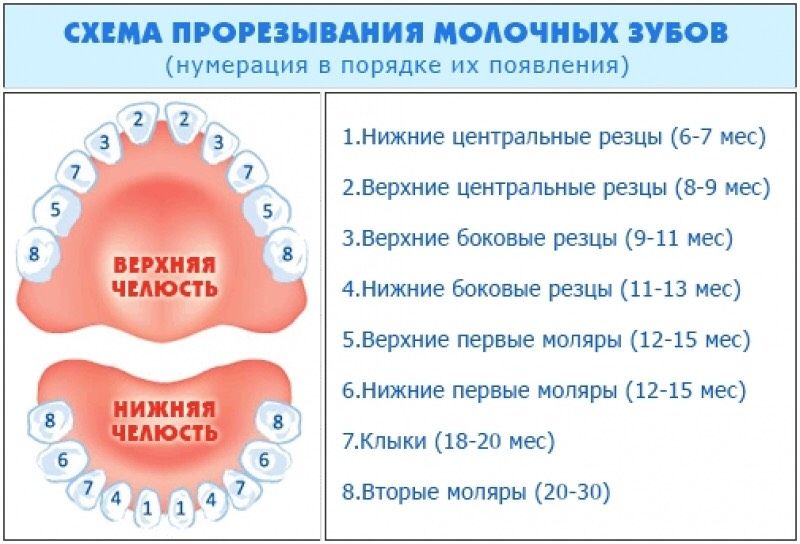 Зубы.