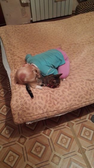 Любовь к кошкам?