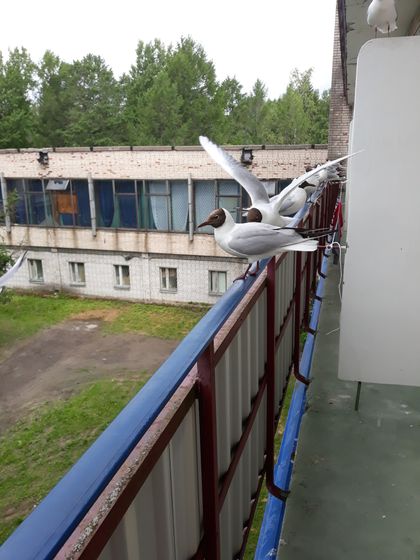 Ужасы нашего городка..