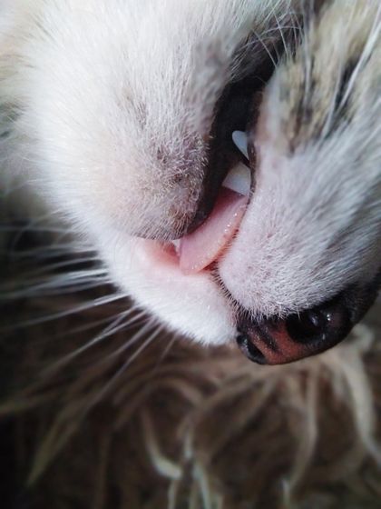 Про кота. Как он спит
