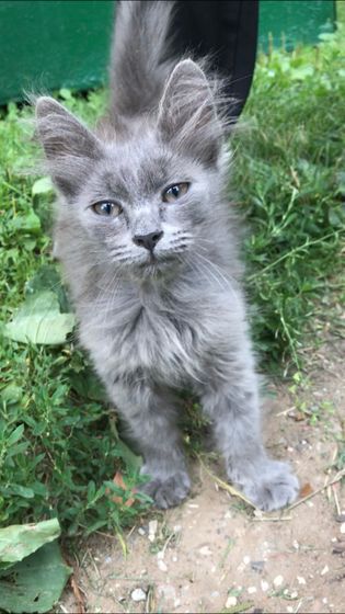 Ищу дом котёнку