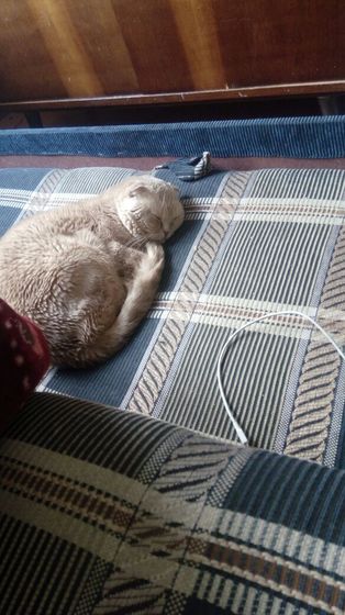 Кошка это нечто