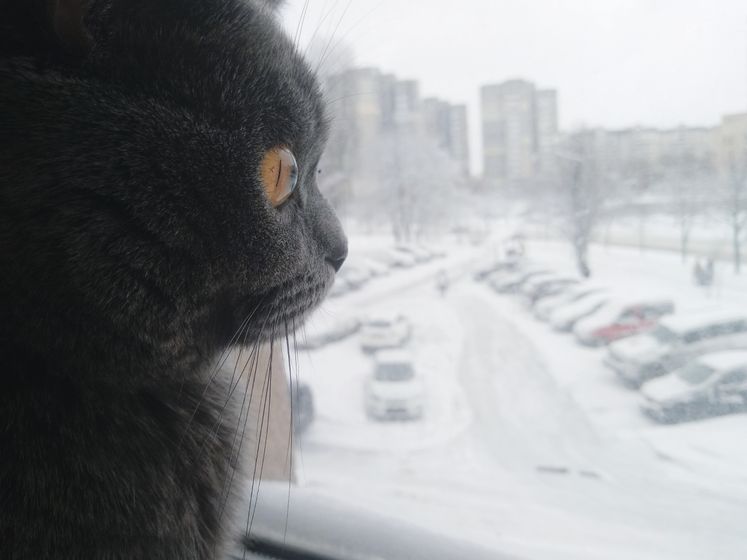 Кот😾