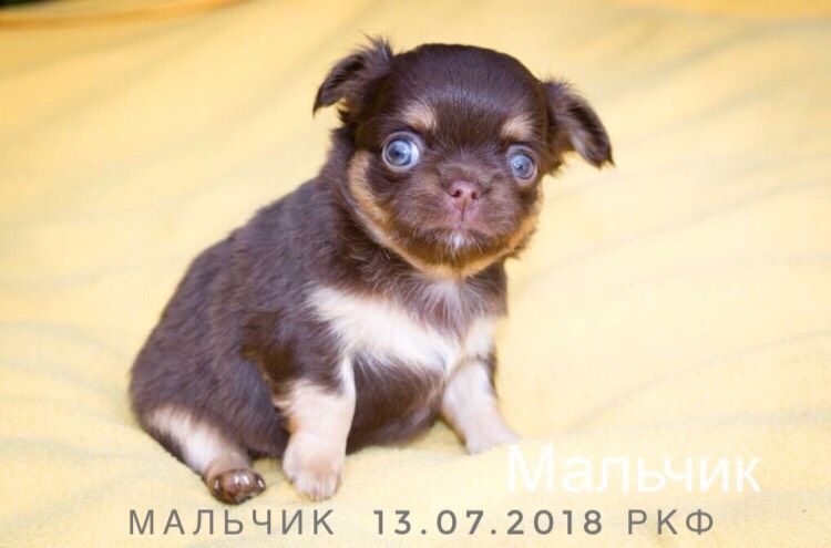Чихуахуа ?