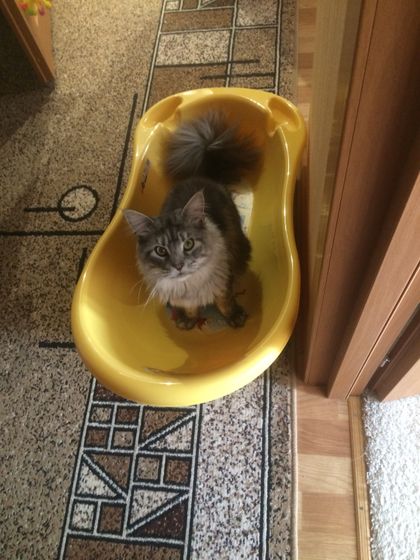 ВездеКОТ