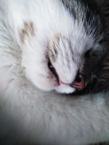 Про кота. Как он спит