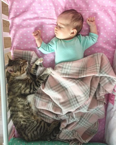 Младенец и домашние животные)