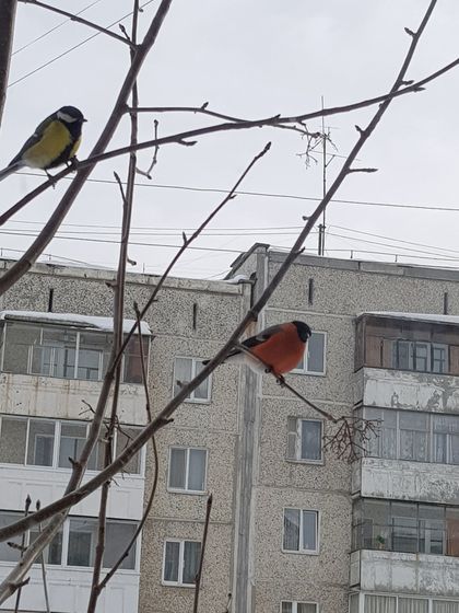 радость в буднях, пятница 1 марта