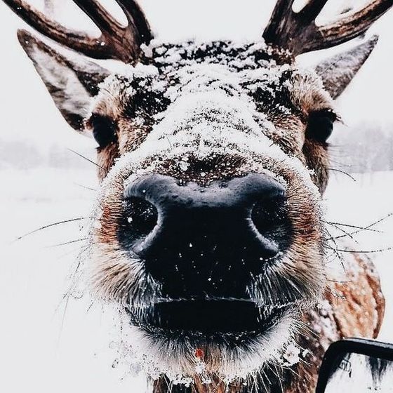 Новогодние вдохновители!