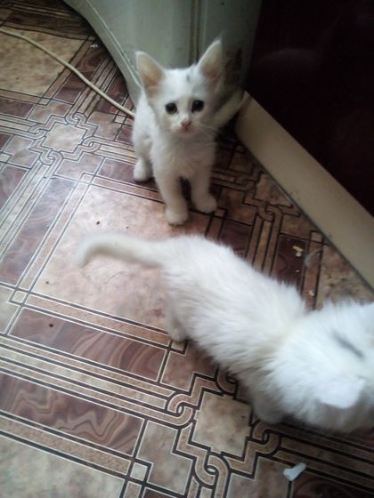 Котята. Кузнецк