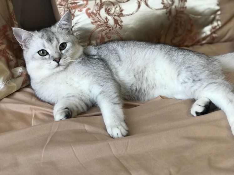 Кот Джеки