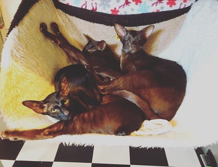 Котофеи🐱🐱🐱