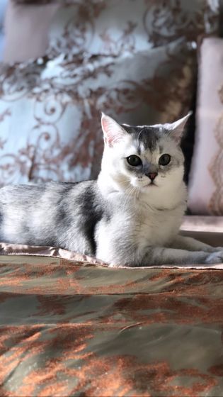 Кот Джеки